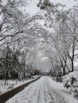 雪景