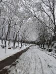 雪景