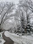 雪景