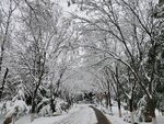 雪景