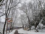 雪景