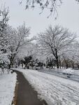 雪景