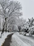 雪景