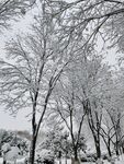 雪景