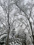 雪景