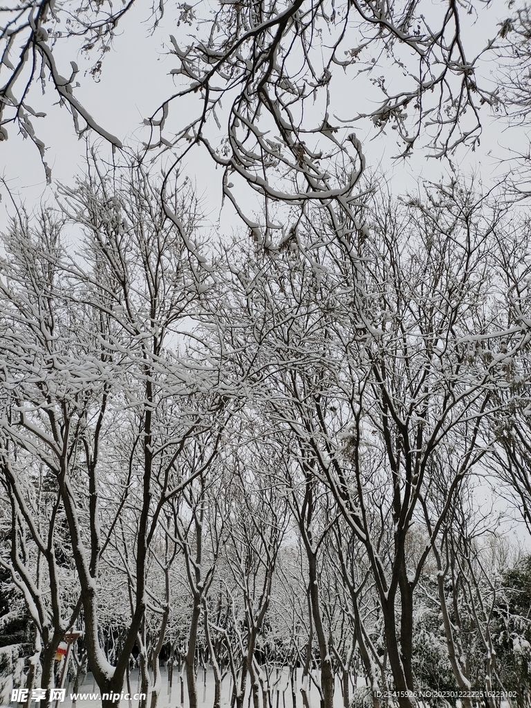 雪景