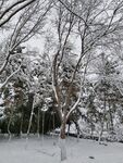 雪景