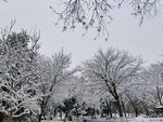 雪景