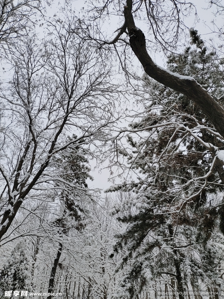 雪景