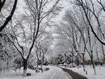 雪景