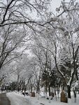 雪景