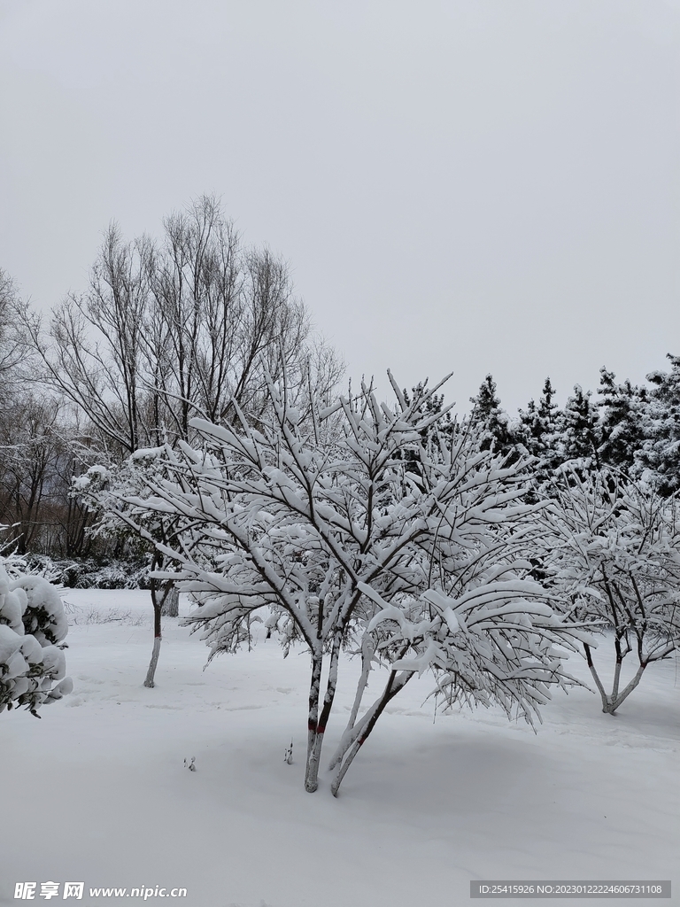 雪景