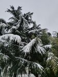 雪景