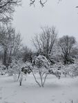 雪景