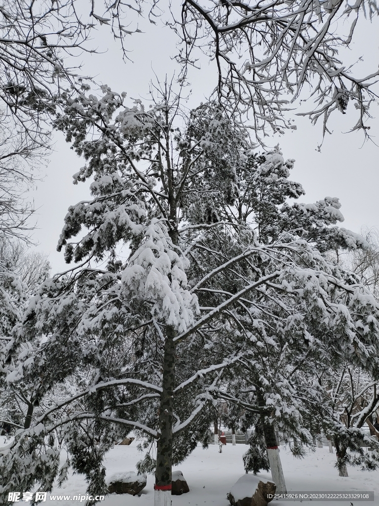 雪景