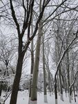 雪景