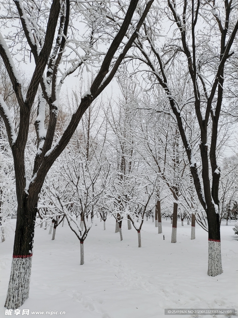 雪景