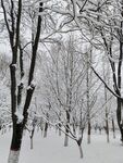 雪景