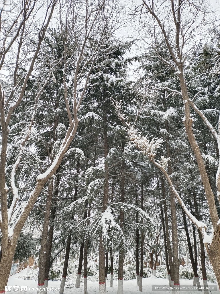 雪景