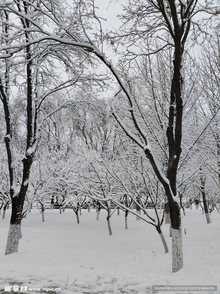 雪景