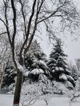 雪景