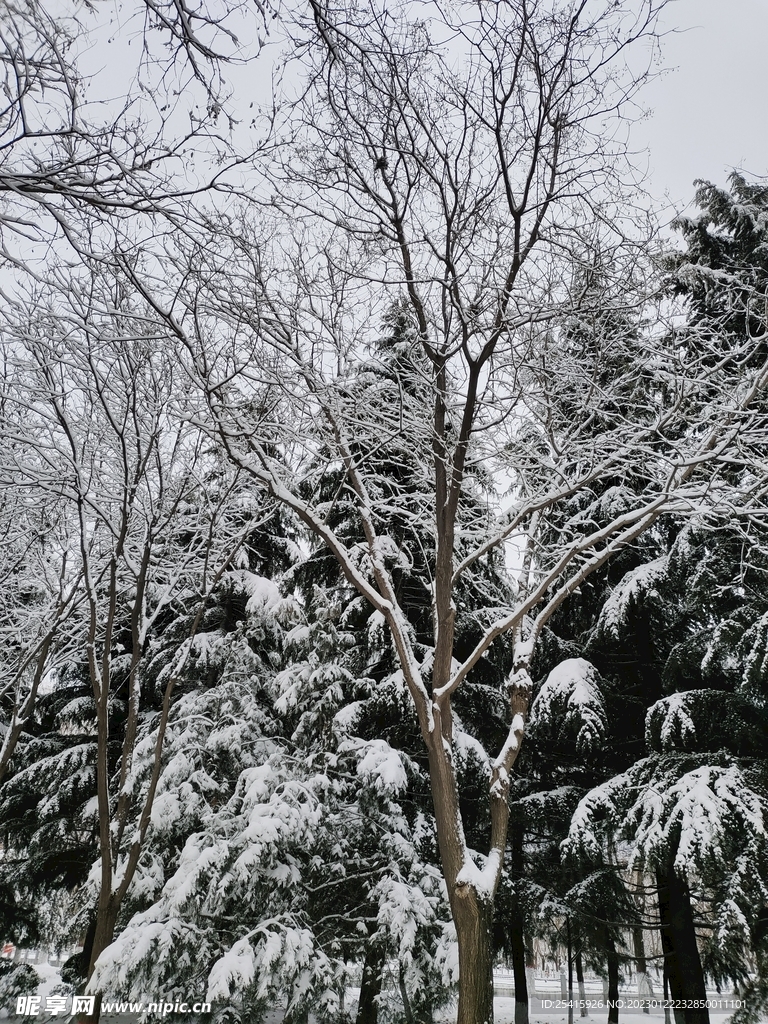 雪景