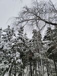 雪景