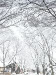 雪景