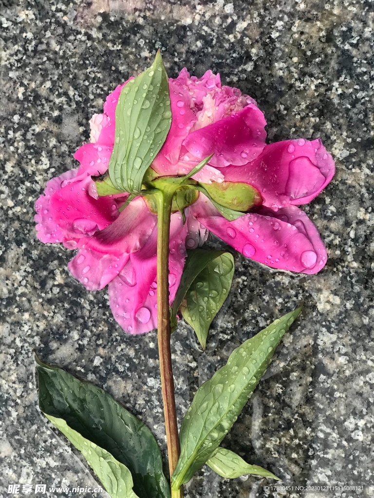 野豌豆