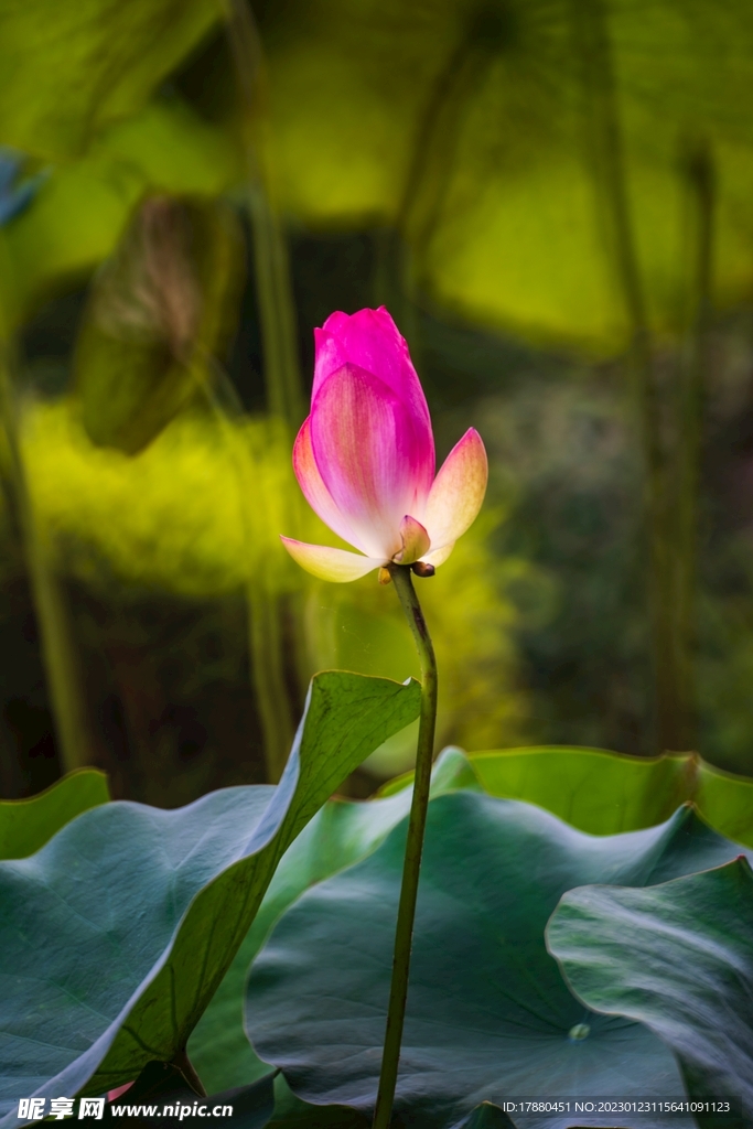 荷花