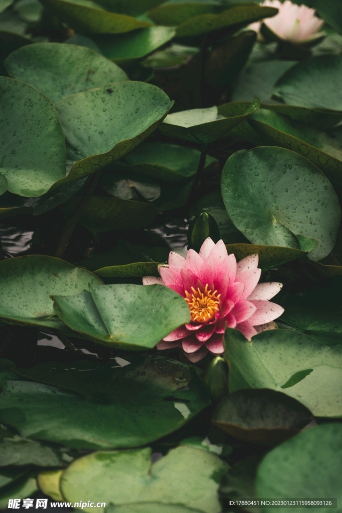 莲花