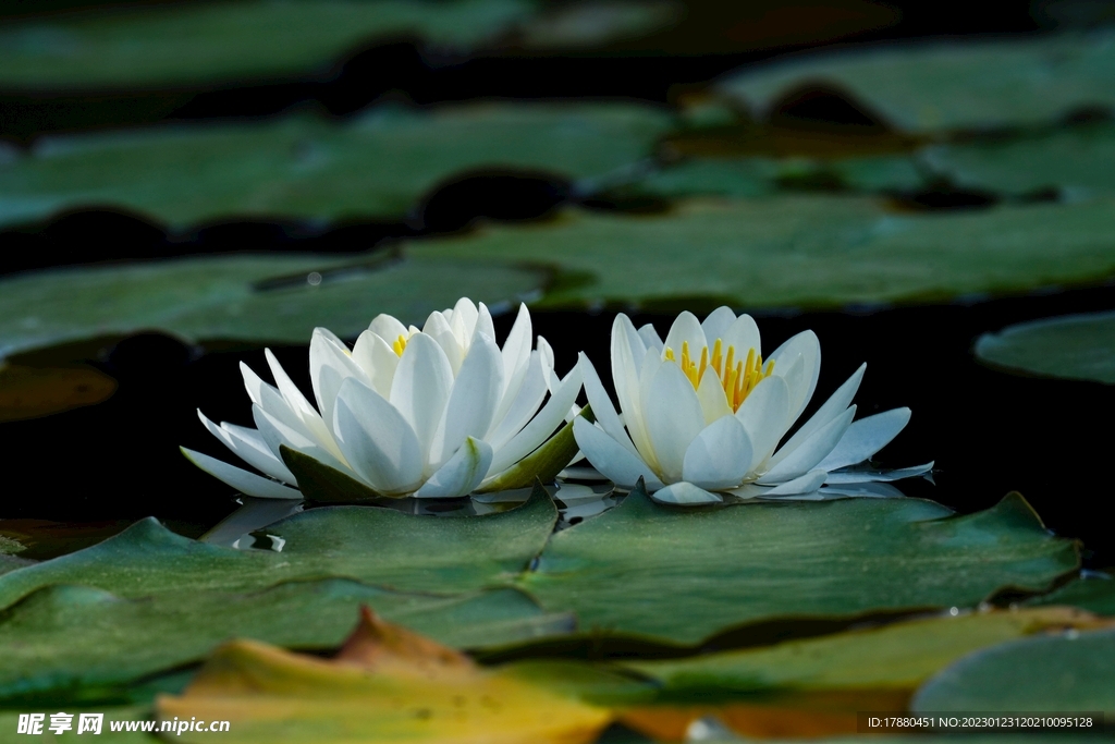 莲花