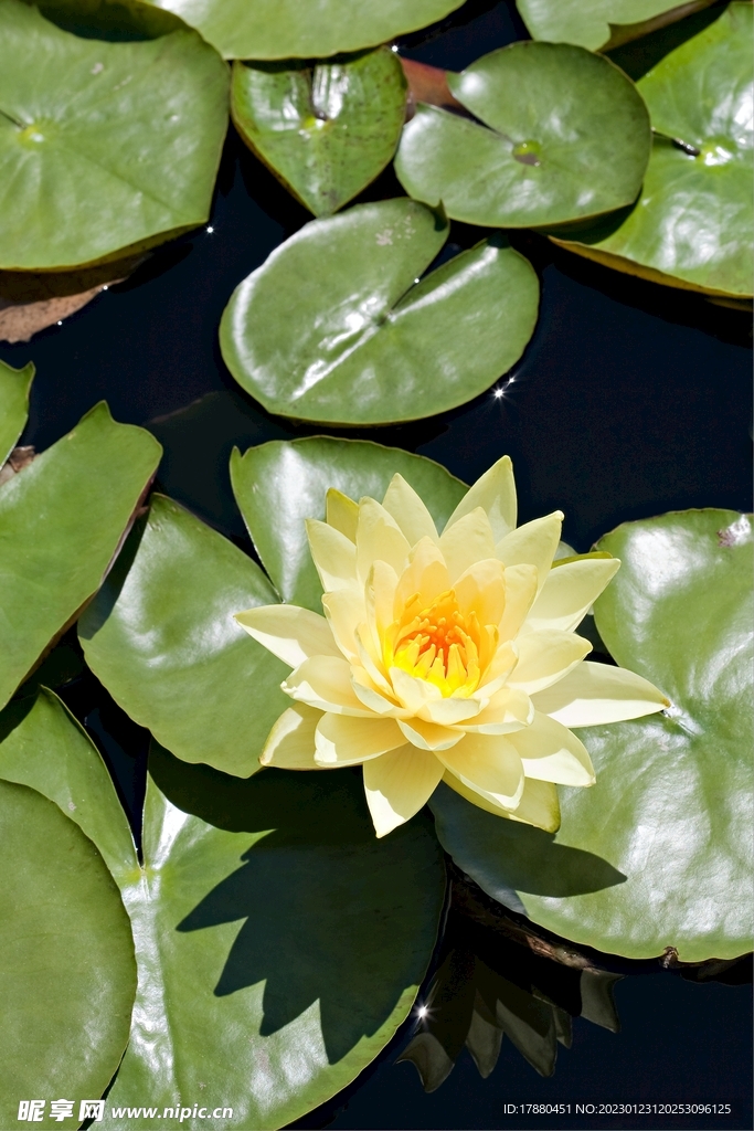 莲花