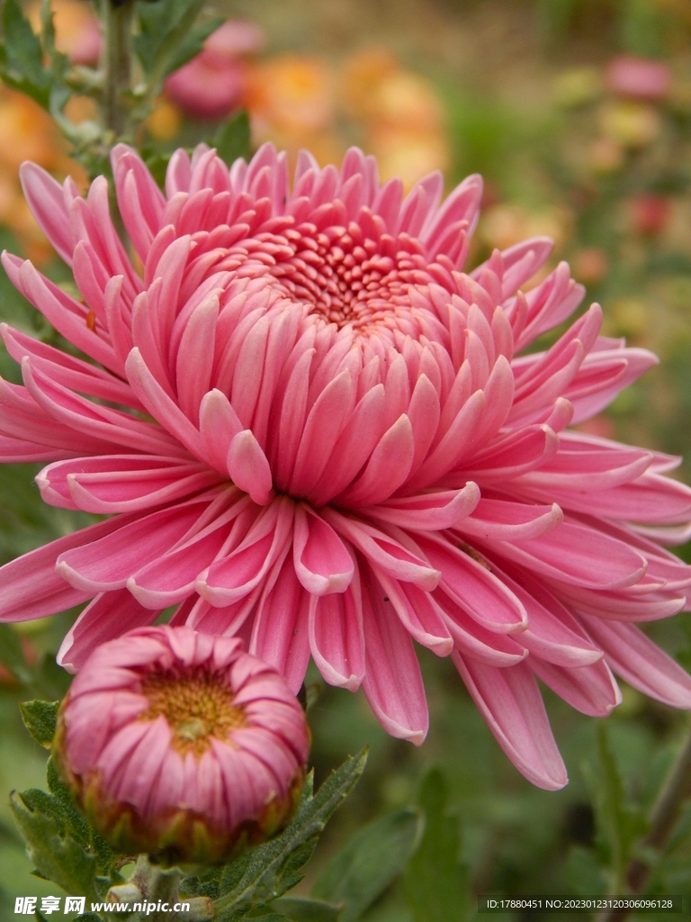 菊花