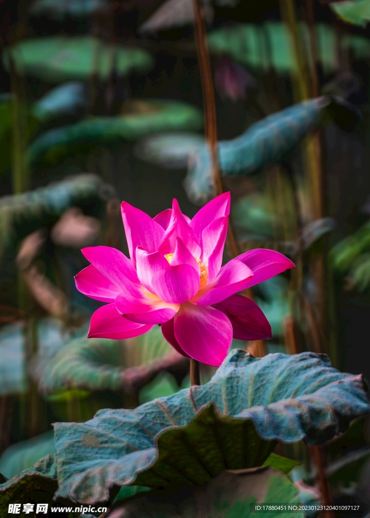 荷花