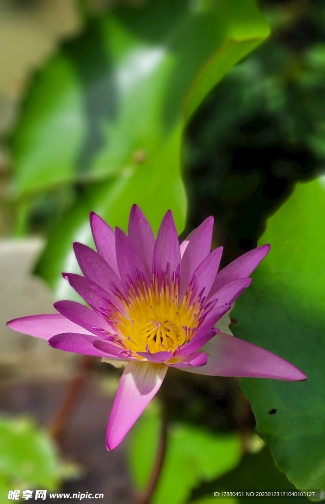 荷花