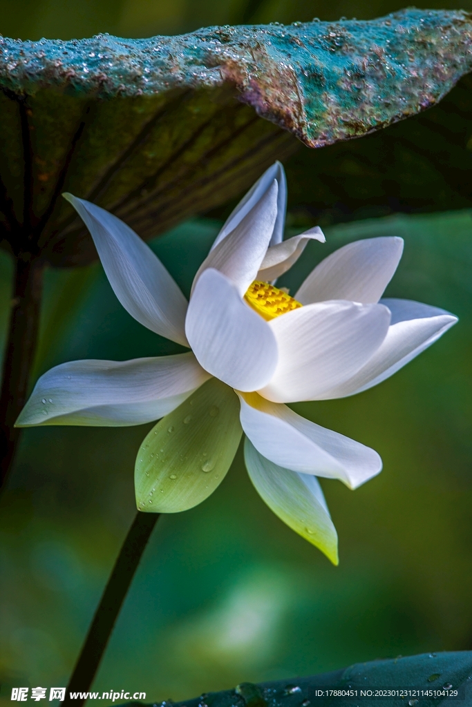 荷花         