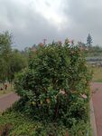 葵花