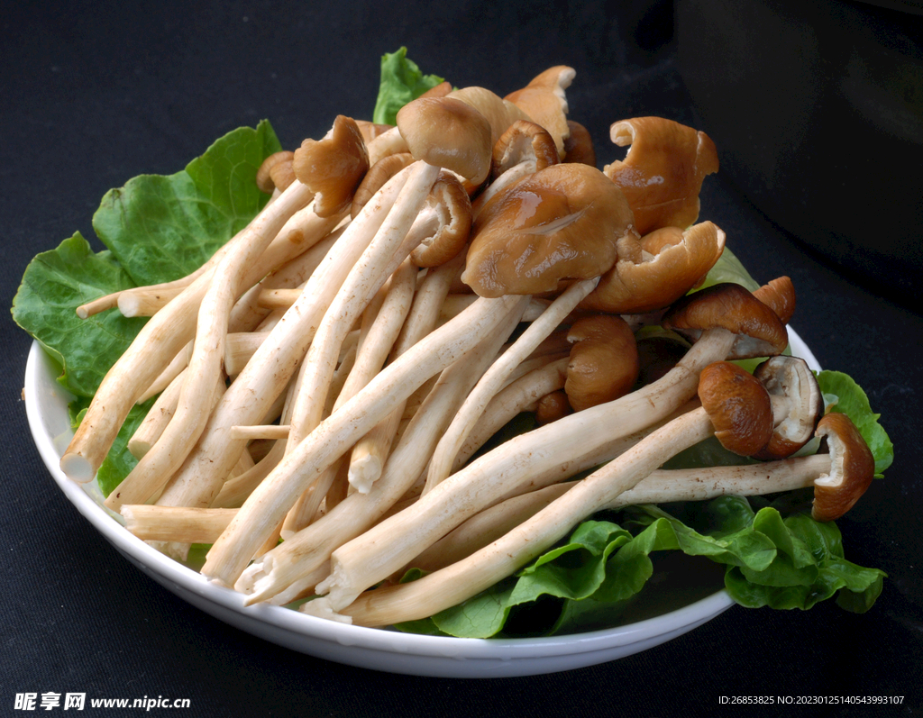 茶树菇