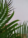 绿色植物