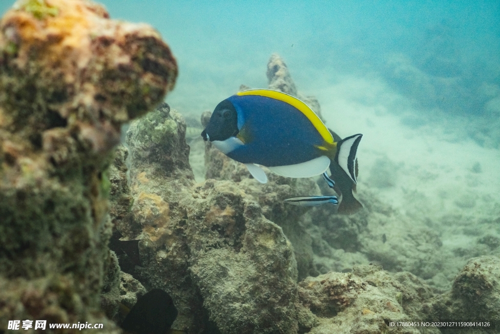 刺尾鱼