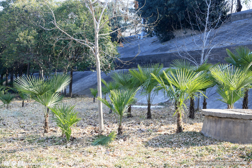 棕榈树苗木