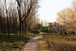 公园小路