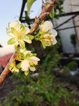 梅花