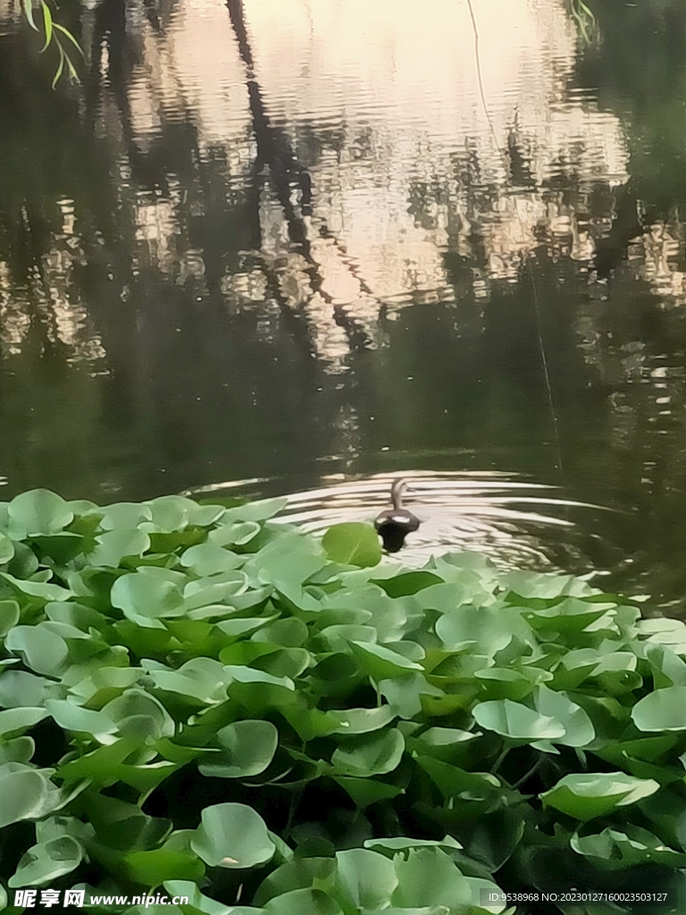 风景 湖畔风光 鸳鸯戏水