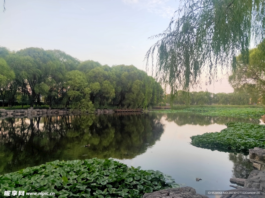 风景 湖畔风光 绿柳成荫