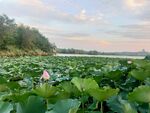 荷花池塘风景图