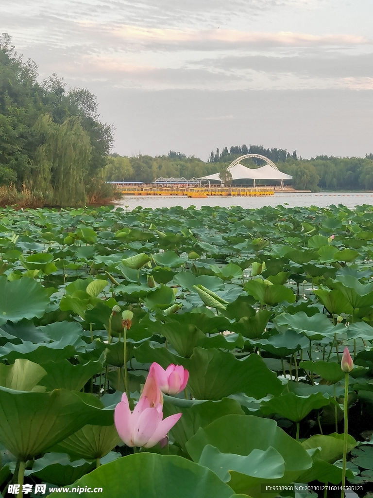 荷花风景图