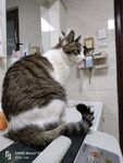 猫-侧脸