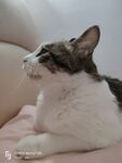 猫-向往